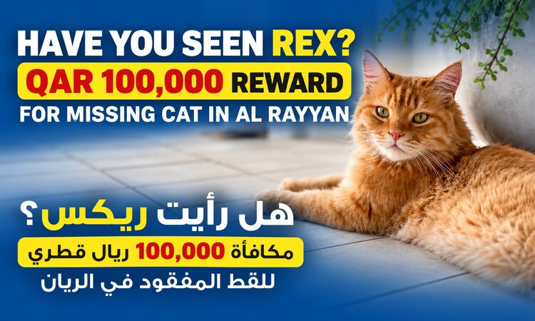 Have You Seen Rex? QAR 100,000 Reward Announced for Missing Cat in Qatar